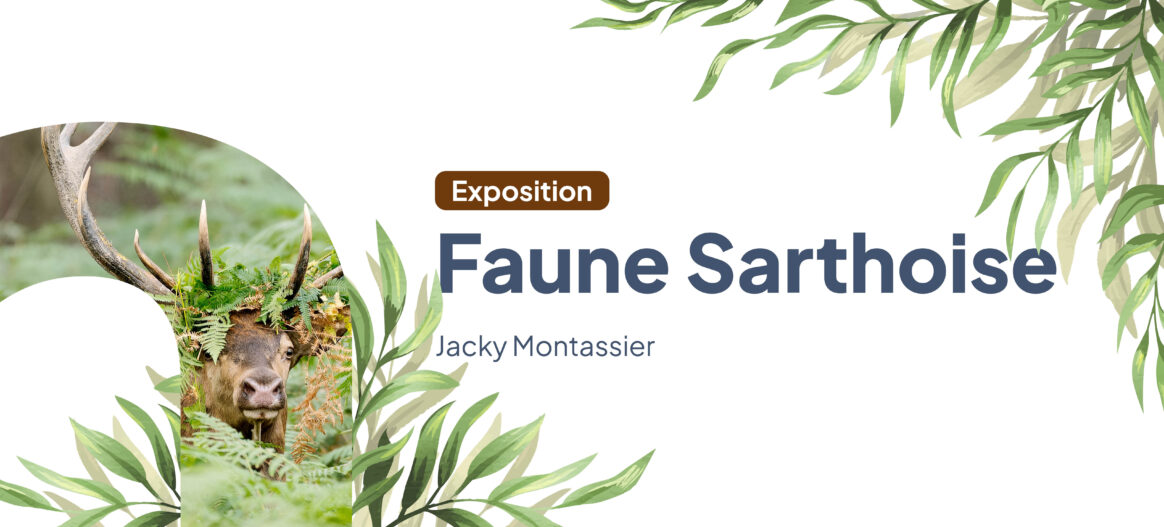 Vernissage exposition photo « Rencontre avec la faune Sarthoise »